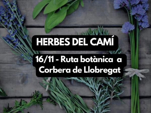 Herbes del Camí