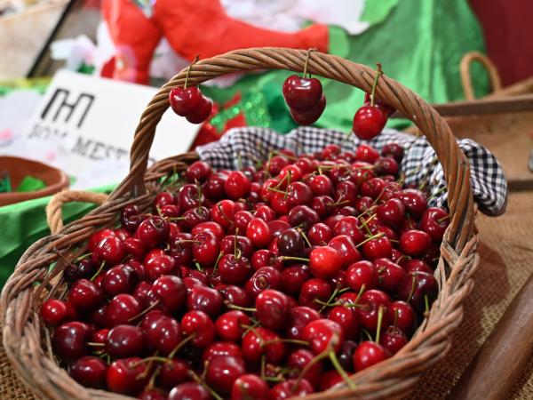 Exposició de cireres de Sant Climent de Llobregat