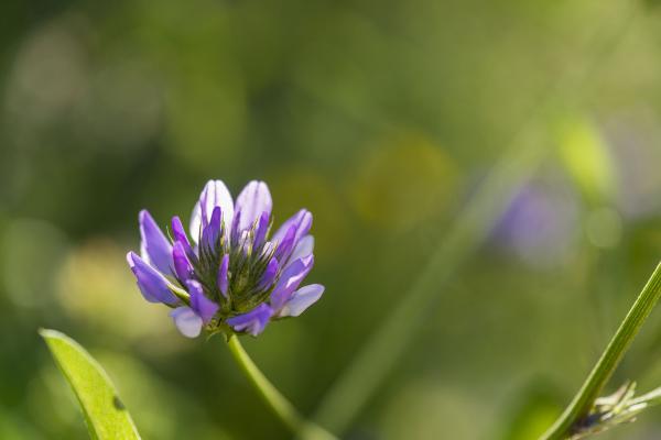 Nova edició de Sostibaix amb una quinzena plena d'activitats sostenibles al Baix Llobregat