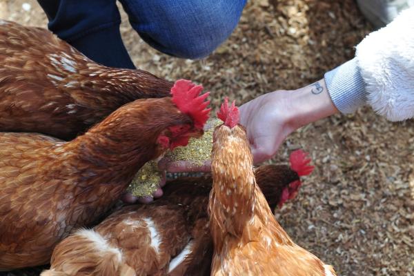 Nova edició de Sostibaix amb una quinzena plena d'activitats sostenibles al Baix Llobregat