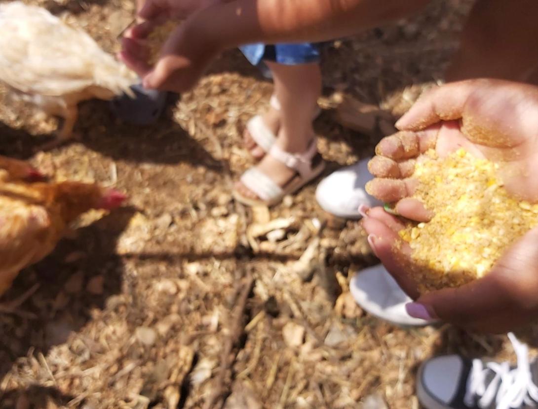 La granja i el món del cavall