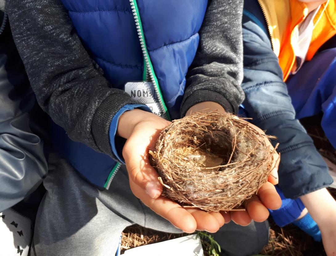 Quin munt de plomes!