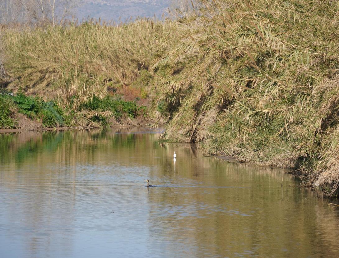 Sortida guiada: Fauna oculta, qui viu al riu Llobregat?