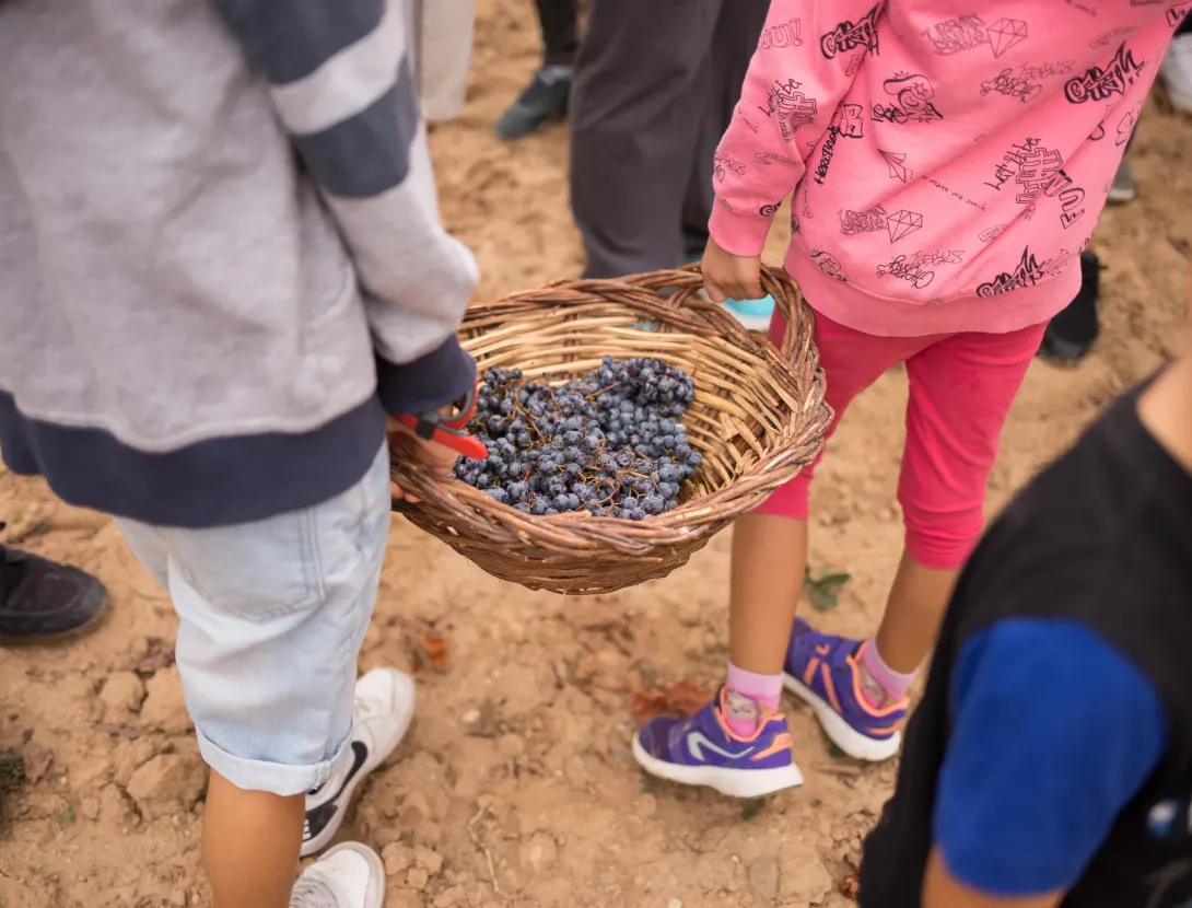 Verema al celler: Esmorzar, visita i trepitjada de raïms