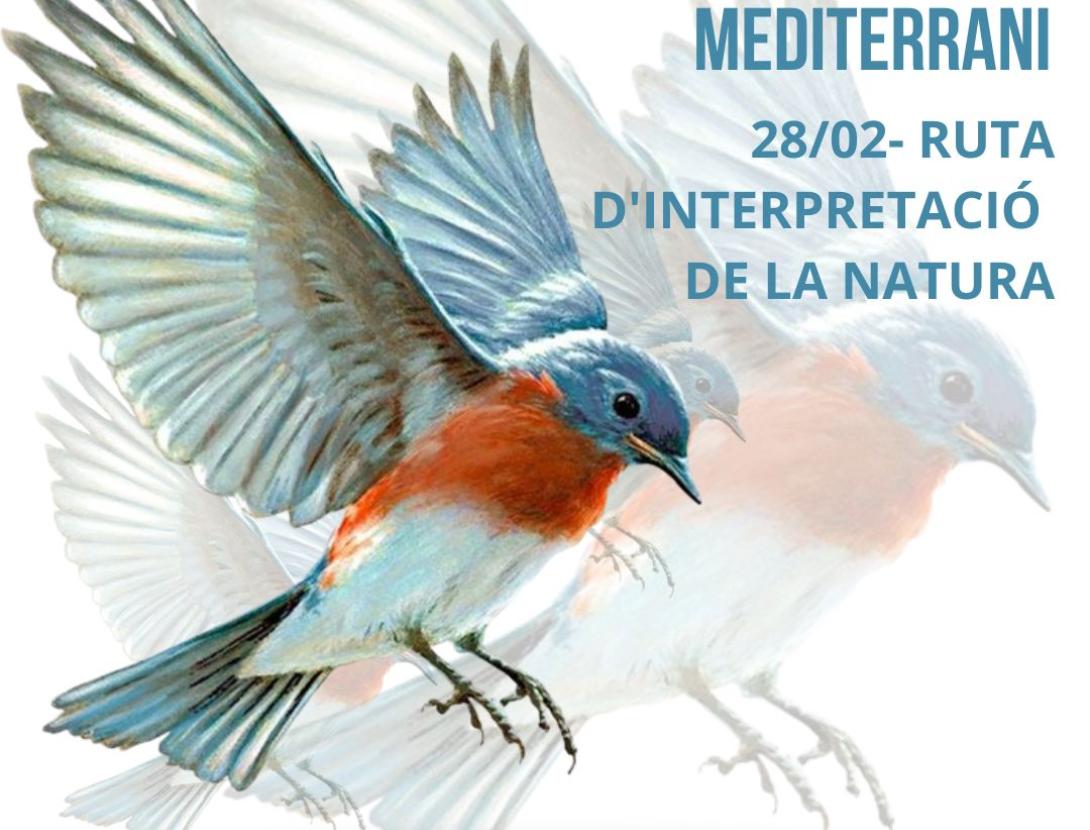 Ocells d'hivern al bosc mediterrani