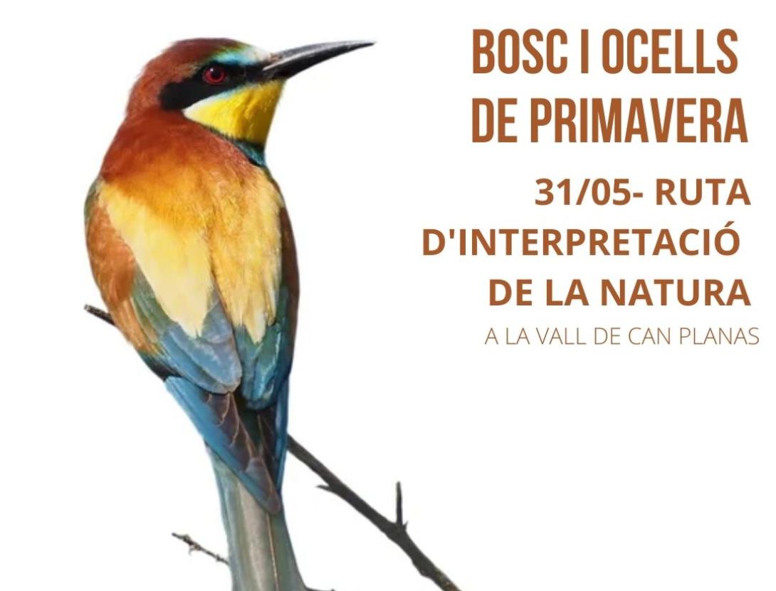 Bosc i Ocells de Primavera