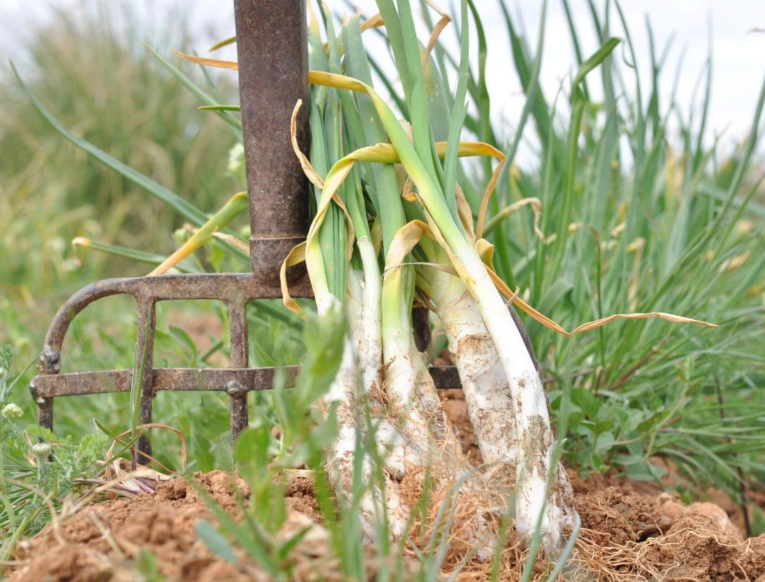 Passeig en carruatge i taller d'eines agrícoles tradicionals al Parc Agrari