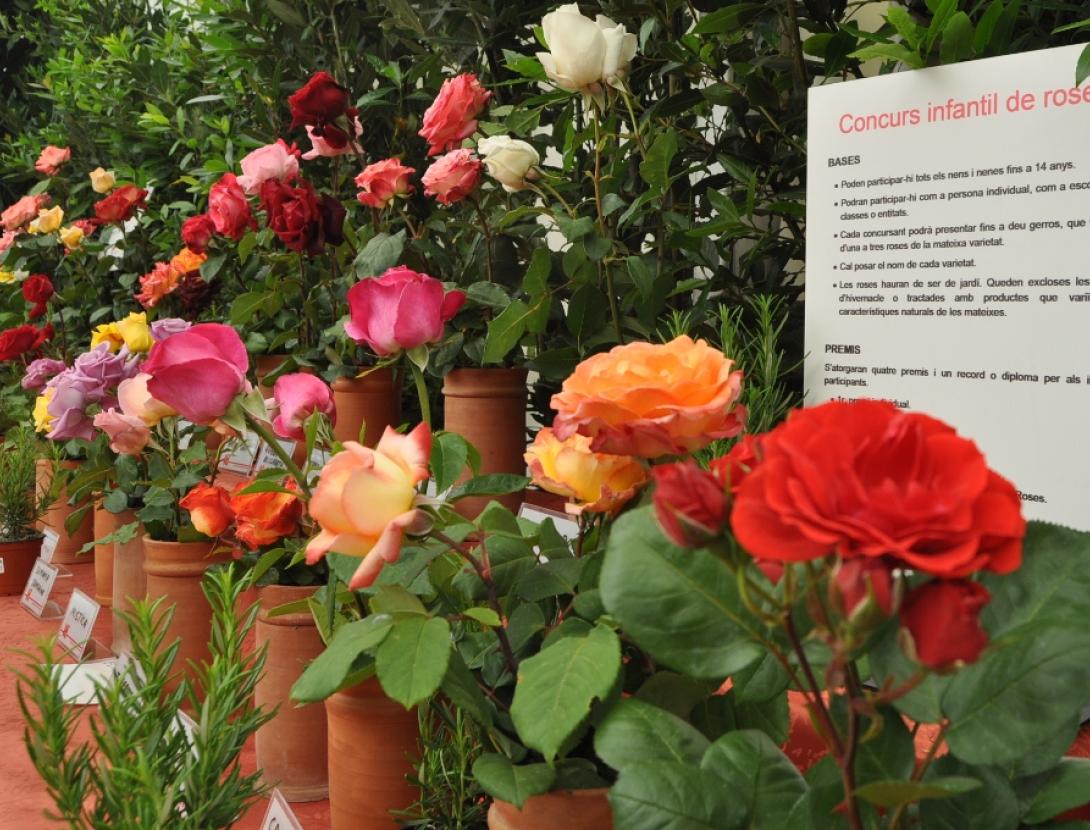 Exposició Nacional de Roses de Sant Feliu de Llobregat